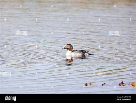 Common Goldeneye Female Stock Photo - Alamy