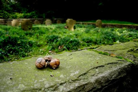 Premium Photo | Edible snail helix pomatia pairing