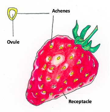 Debunking The Myth: White Dots on Strawberries are Not Seeds : Plantlet