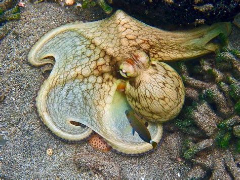 Octopus Color Change 4 Photograph by Annette Kirchgessner - Pixels