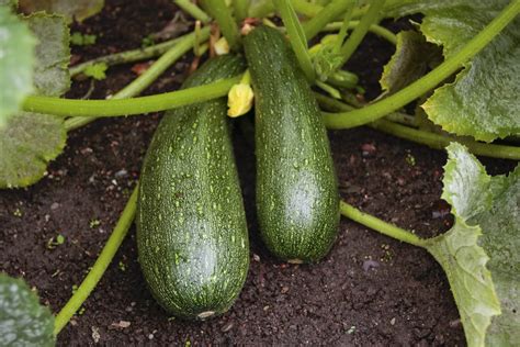 Come coltivare le zucchine in vaso sul balcone - Non Sprecare