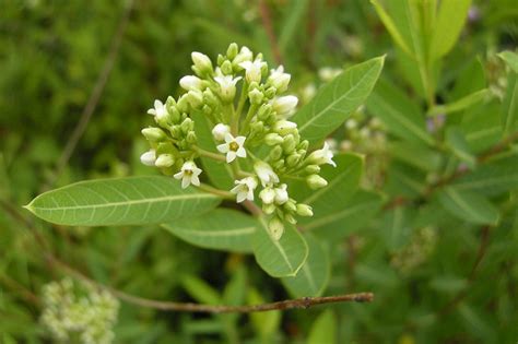 Apocynum cannabinum (Indian Hemp)