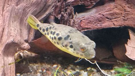 Tetraodon schoutedeni - Leopardkugelfisch: Alle Infos