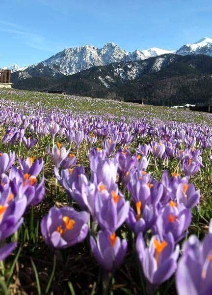 Spring time in Tatra Mountain, Poland Poland Photography Information on our Site https ...