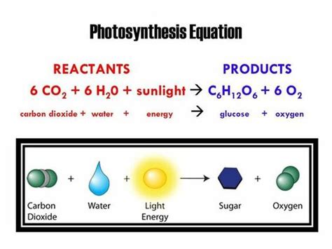 Photosynthesis Reactants And Products Equation