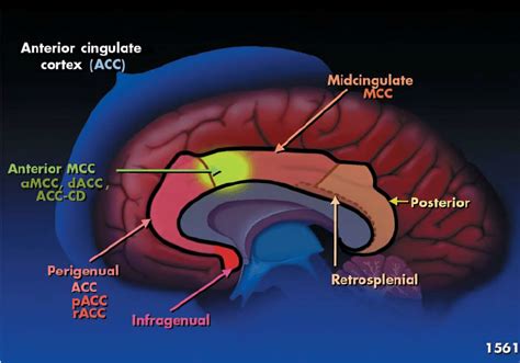 Dr. Andrew Huberman and David Goggins: Using Willpower to Slow Brain Aging