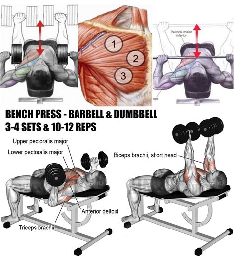 BENCH PRESS - BARBELL & DUMBBELL | GUIDE