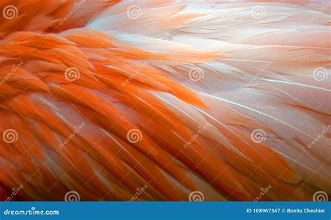 Background Of Flamingo Feathers Stock Image - Image of flamingo, close: 108967347