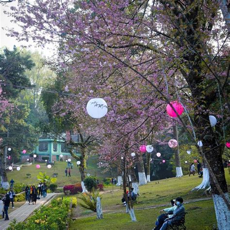 Assam Meghalaya border clash: Shillong Cherry blossom festival canceled ...