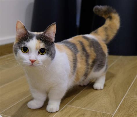 munchkin cat munchkin cat scottish fold munchkin cat videos munchkin ...