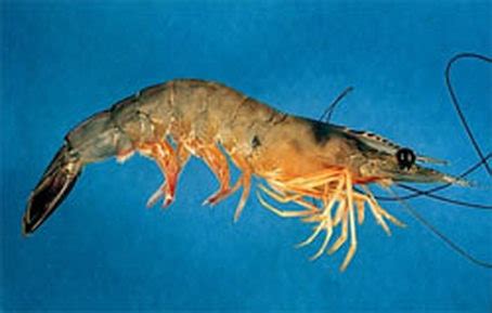 Shrimp Reproduction - Larry's Aquarium