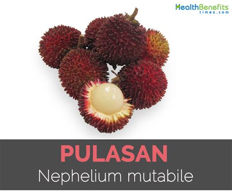 Pulasan Facts and Health Benefits