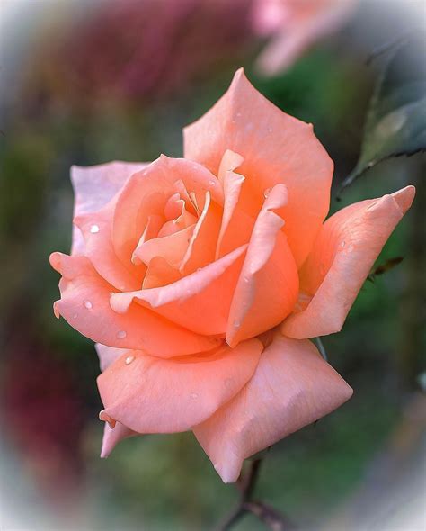 Winter rose - | Beautiful rose flowers, Beautiful roses, Beautiful flowers