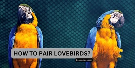 Breeding Lovebirds - Interesting Facts!