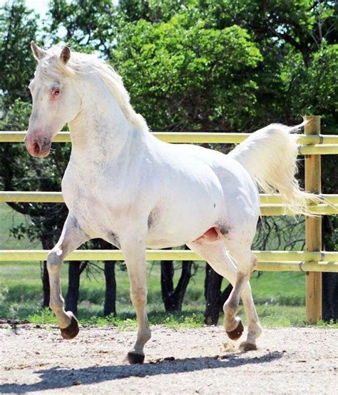 Homozygous Few Spot Leopard Appaloosa Stallion Producing Quality Foals