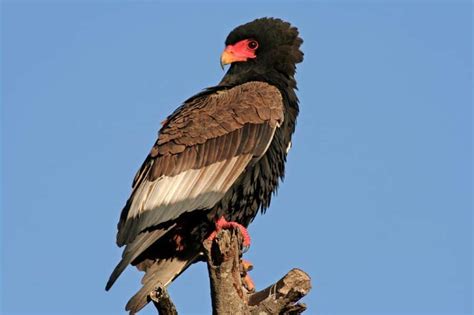 Top 9 African Eagles - Eagle Species in South Africa, Etc.