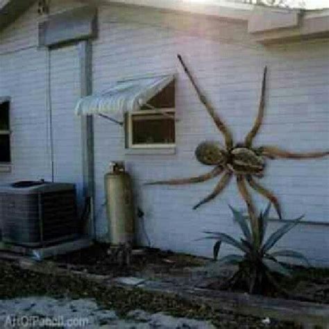 Giant Australian Spiders