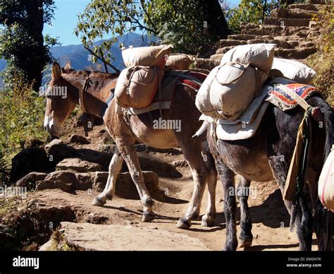 Donkeys carrying load hi-res stock photography and images - Alamy