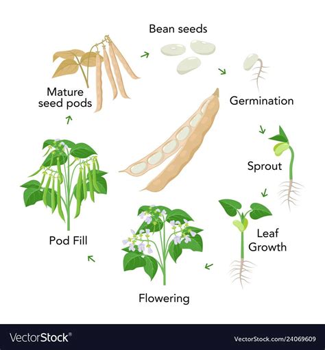 Bean plant growth stages infographic elements vector image on ...