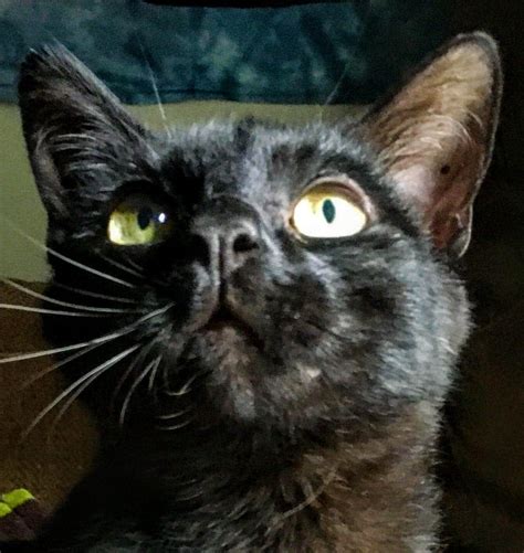 About this Cat: Binx – ADOPTED – The Feline Connection