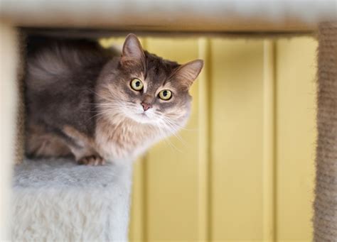 The 15 Most Stubborn Cat Breeds - PureWow