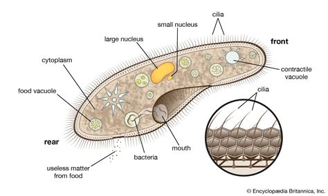 Cilium | Definition, Function, & Facts | Britannica