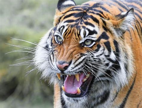 Tiger Face Growling