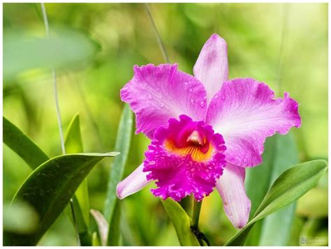 National flowers - Brazil - Cattleya Orchid | Orquídeas, Orquídeas ...