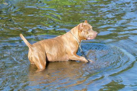 Dog Breed Names, Dog Breeds, Valley Bulldog, Tibetan Mastiff, Catahoula, Bully Dog, American ...