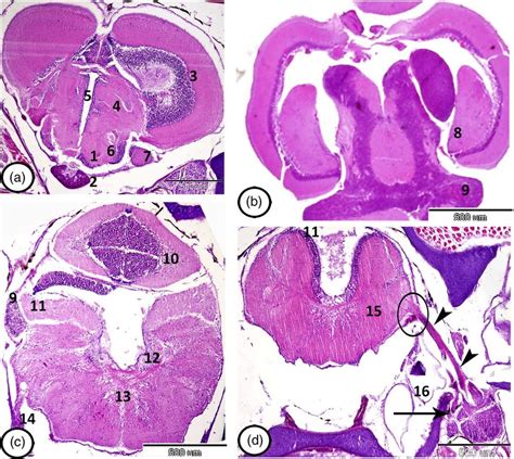 (a-c) Transverse section of the brain stained with HE at the level of... | Download Scientific ...