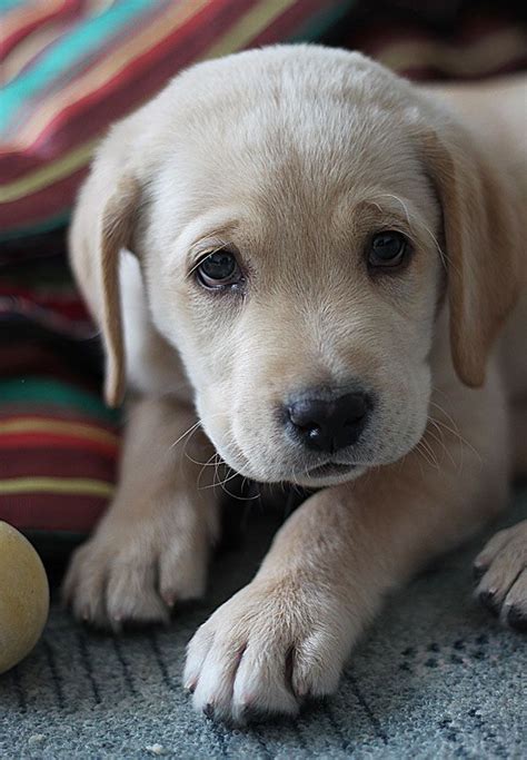 10 Adorable Labrador Retriever Puppies You've Ever Seen