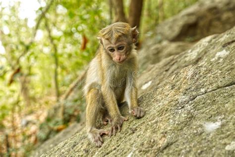 Wild Monkeys in Foresty Rocks in Sri-Lanka Stock Image - Image of food, bags: 293410273