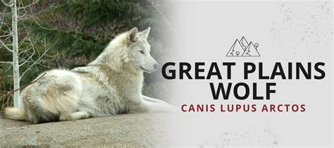 Great Plains Wolf (Canis Lupus Nubilus) | Wolf Lovers 🐺 | Wolf Stuff