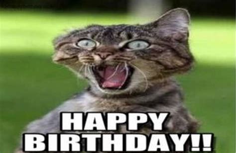 101 Funny Cat Birthday Memes for the Feline Lovers in Your Life