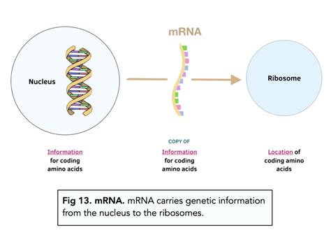 Mrna Structure And Function