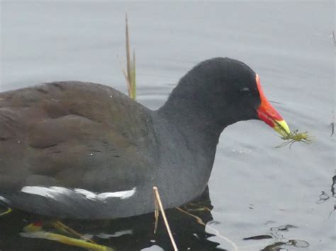 eBird Checklist - 5 Feb 2024 - Lake Woodruff NWR - 58 species