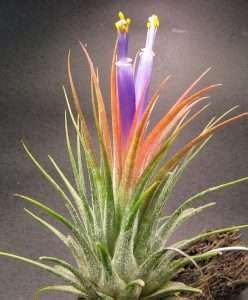 What to Do After an Air Plant Flowers: 8 Step-Plan - The Urban Sprout