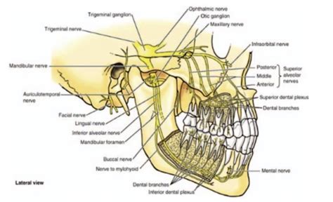 Mandibular Nerve Diagram