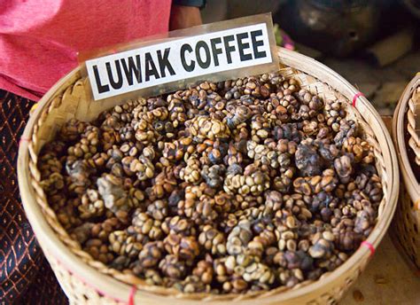 Kopi Luwak Stock Photos, Pictures & Royalty-Free Images - iStock