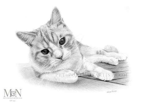 cat-pencil-portraits-1 - Melanie & Nicholas Pet Portraits Art Blog