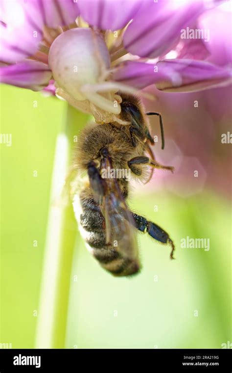 A female Flower crab spider is sitting in a chives blossom with a honeybee as prey Stock Photo ...