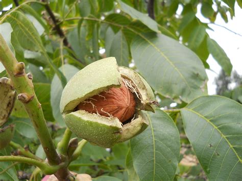 WalNut Trees | Agroforestry Demonstration in the Gulf Islands | Black walnut tree, Walnut tree ...