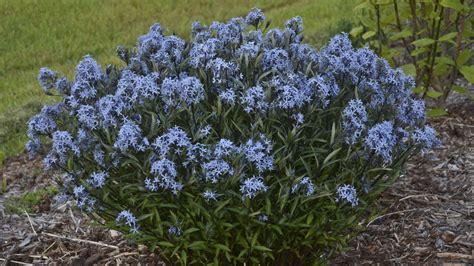 Amsonia tabernaemontana 'Storm Cloud' | Perennial Resource