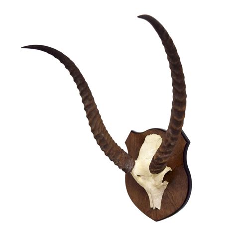 Lechwe Skull European Mount - 22" Horns - Taxidermy Mounts for Sale and ...