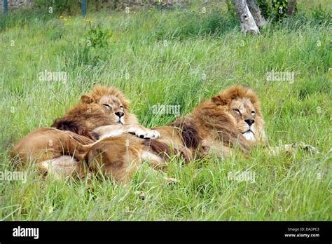 Lions and animals hi-res stock photography and images - Alamy