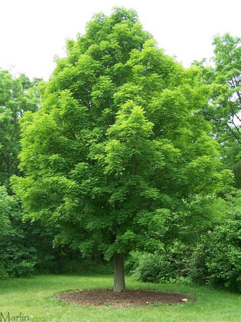 What is the biggest type of maple tree? | GreenAnswers