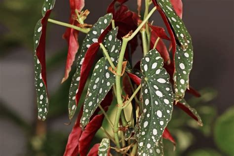 Polka Dot Begonia: Plant Care (Begonia Maculata) - Indoor Plants For ...