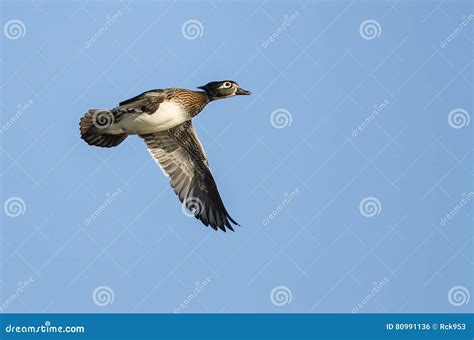 Female Wood Duck Flying in a Blue Sky Stock Photo - Image of brown, white: 80991136