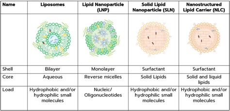 What are lipid-based nanoparticles - Inside Therapeutics