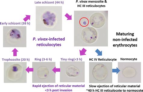 Figure 1 from The unhealthy attraction of Plasmodium vivax to ...